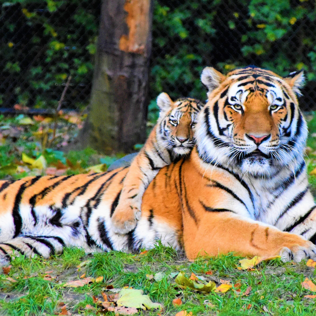 Tiger Kingdom Phuket
